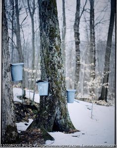 three buckets are hanging from the trees in the winter forest with snow on the ground