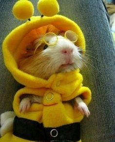 a hamster dressed up in a costume