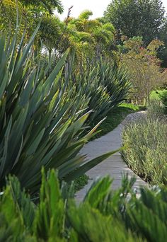 an outdoor walkway surrounded by plants and trees