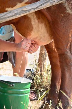 Life On The Farm, Farm Living, Mother Earth News, Farmer Wife, Farms Living, Dairy Farms, Milk Cow, Down On The Farm, A Cow