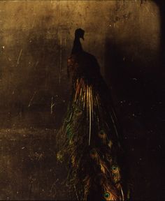 a peacock standing in front of a wall