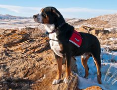 a dog standing on top of a snow covered hill