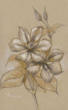 Natural Forms Gcse, Flowers Outside, Natural Form Art, Art Alevel, Gcse Art Sketchbook, Clematis Flower, A Level Art Sketchbook