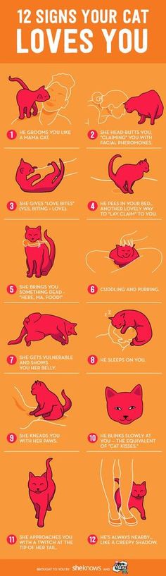 the 12 signs your cat loves you