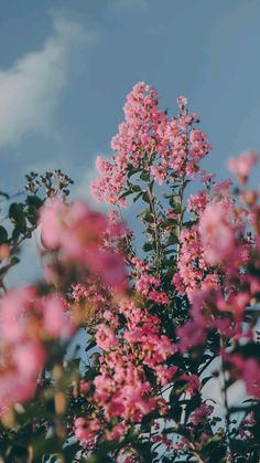 pink flowers against a blue sky with clouds