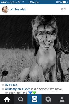 two lions sitting in the grass with one looking at the camera while the other looks on