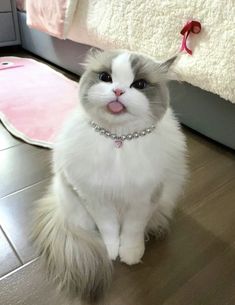 a white and gray cat sitting on top of a floor next to a pink bed