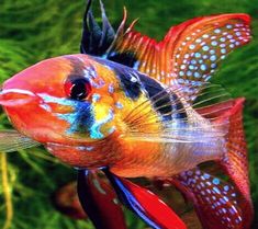 an orange and blue fish with white dots on it's head is swimming in the water