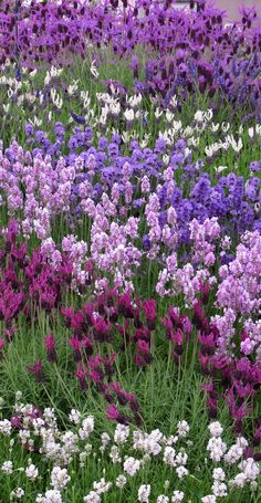 purple and white flowers are growing in the grass