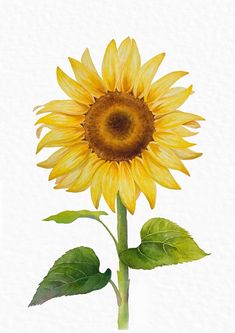 Landscape Markers, Sunflower Paintings, Sunflower Template, Types Of Sunflowers, Sunflowers And Daisies, Summer Wall Art, Sunflower Wall Art