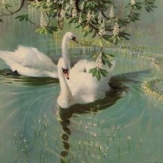 a white swan floating on top of a body of water next to a green tree