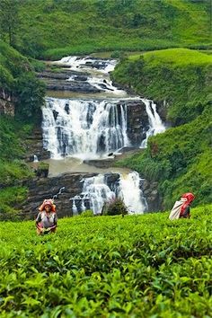 two people are picking tea leaves in front of a waterfall and water fall on the side of a hill