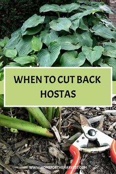 garden tools and plants with the words when to cut back hostas