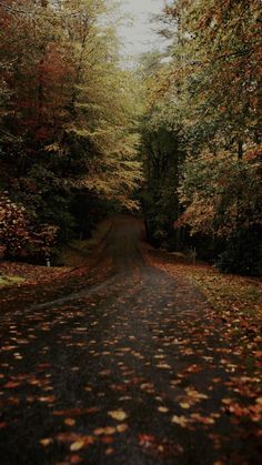 an empty road surrounded by trees with leaves on the ground