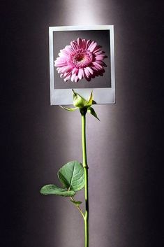 a single pink flower in front of a black background with a white frame on it