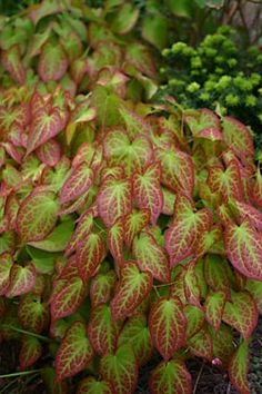 red and green leaves are growing on the ground