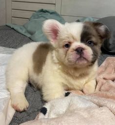 a small white and brown dog laying on top of a bed next to a blanket