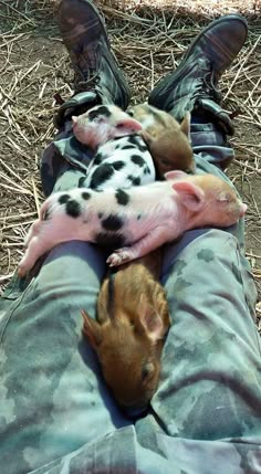 two puppies are sleeping on the back of a soldier's pants and boots