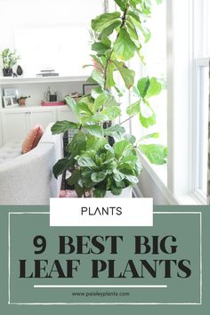 a houseplant with the words 9 best big leaf plants in front of it