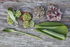 several flowers and leaves on a wooden surface with some green stuff in the middle,