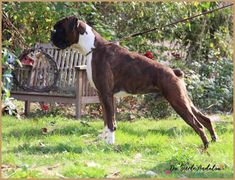 a brown and white dog standing next to a wooden bench