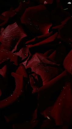 red rose petals with water droplets on them in the dark, close - up view