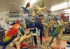 many colorful parrots are perched on branches in a store