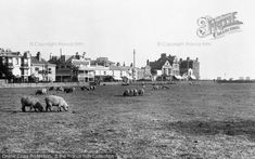 an old photo of sheep grazing on the grass in front of some houses and buildings