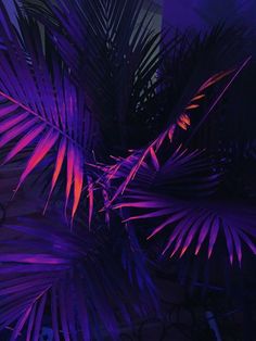 purple and blue palm leaves against a black background