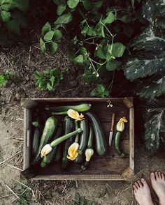 a person standing next to a box filled with cucumbers and yellow flowers on the ground