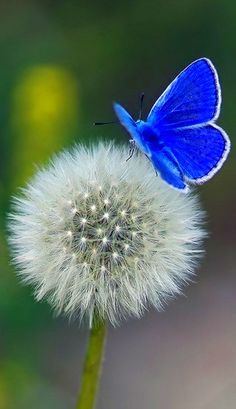 a blue butterfly sitting on top of a dandelion