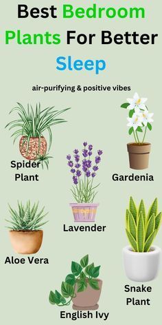 the best bedroom plants for better sleep