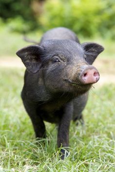 two small black pigs standing on top of a lush green field