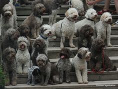 a bunch of dogs that are sitting on some steps