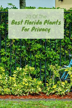 a blue bicycle parked in front of a green fence with the words best florida plants for privacy