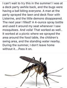 an image of a mosquito with caption in the bottom right hand corner, which reads'i cant wait to try this in the summer i