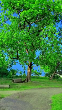 a large tree sitting on top of a lush green field next to a dirt road