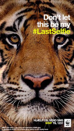 a tiger with the words don't let this be my last selfie