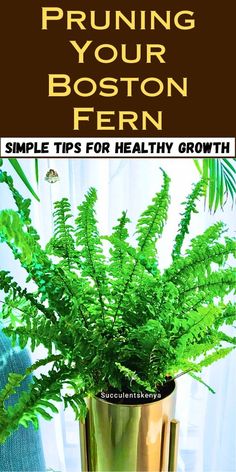 a potted plant sitting on top of a table with text overlay reading pruning your boston fern simple tips for healthy growth