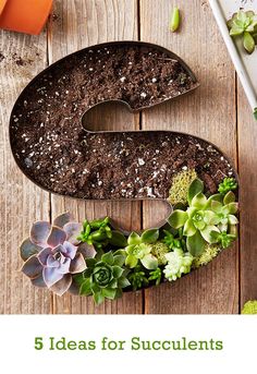 the letter s is surrounded by succulents and plants on a wooden table