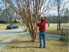 a man is trimming a tree in front of a house with no leaves on it