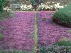 purple and white flowers are growing on the ground in front of a park bench,