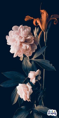 pink flowers with green leaves against a dark background