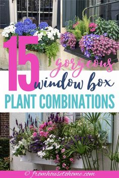 some flowers that are in a window box with the words 15 gorgeous window box plant combinations