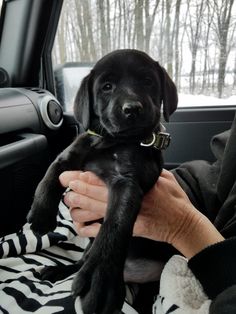 a woman holding a black puppy in her lap while sitting in the back seat of a car