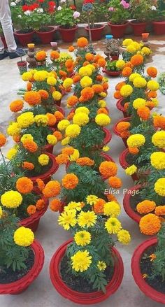 many potted plants with yellow and orange flowers in them on the ground next to each other