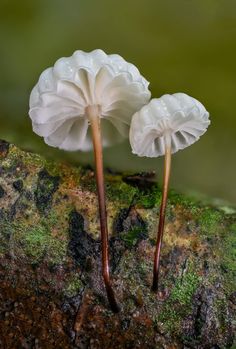 two small white flowers with brown stems sticking out of the top of each other on a mossy surface