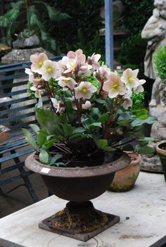 a potted plant sitting on top of a table next to other plants and flowers