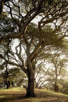 the sun shines through the trees on top of a hill in an open field