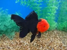 an orange and black fish is in the water